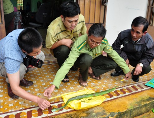 Tìm nguyên nhân rắn lục đuôi đỏ xuất hiện nhiều bất thường ảnh 1