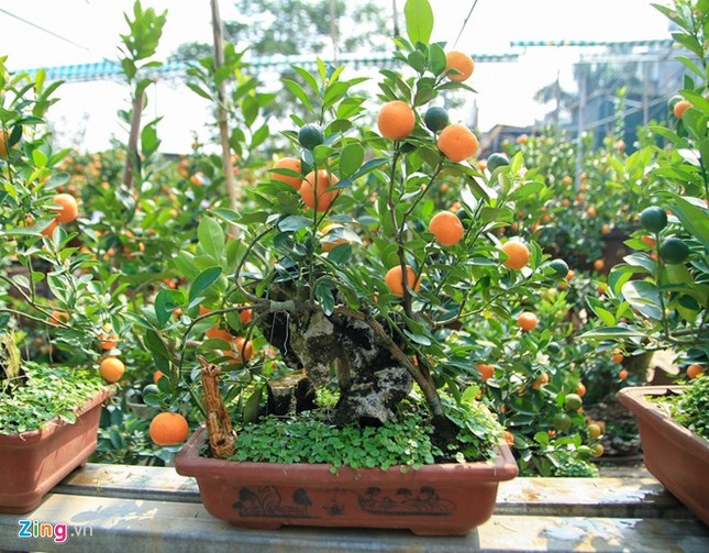 Lão nông Hà thành trồng quất bon sai thu 400 triệu đồng/vụ ảnh 1