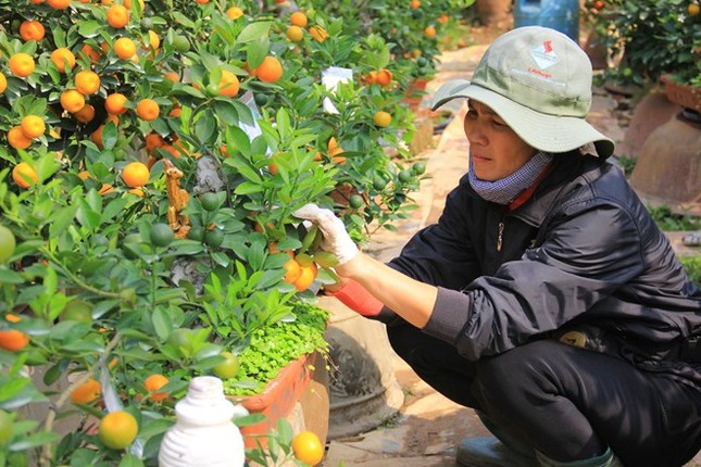 Lão nông Hà thành trồng quất bon sai thu 400 triệu đồng/vụ ảnh 2