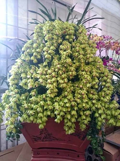 Phong lan hơn 60 triệu đồng/chậu vẫn đắt khách ở Hà Nội ảnh 9
