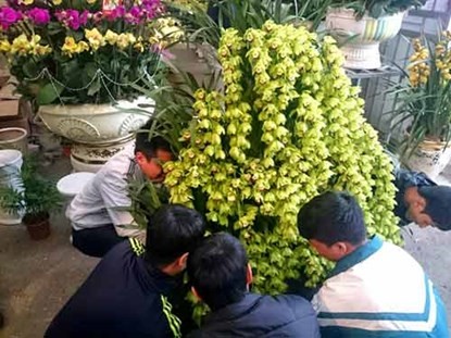 Phong lan hơn 60 triệu đồng/chậu vẫn đắt khách ở Hà Nội ảnh 10