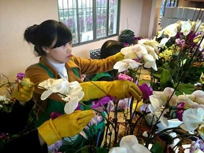 Phong lan hơn 60 triệu đồng/chậu vẫn đắt khách ở Hà Nội ảnh 1