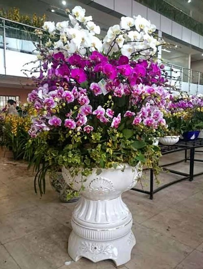 Phong lan hơn 60 triệu đồng/chậu vẫn đắt khách ở Hà Nội ảnh 2