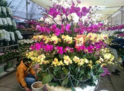 Phong lan hơn 60 triệu đồng/chậu vẫn đắt khách ở Hà Nội ảnh 4