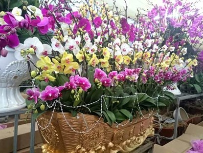 Phong lan hơn 60 triệu đồng/chậu vẫn đắt khách ở Hà Nội ảnh 5