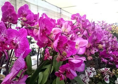 Phong lan hơn 60 triệu đồng/chậu vẫn đắt khách ở Hà Nội ảnh 6