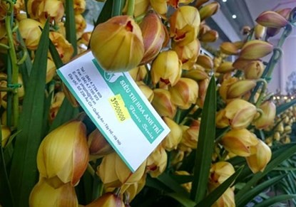 Phong lan hơn 60 triệu đồng/chậu vẫn đắt khách ở Hà Nội ảnh 8