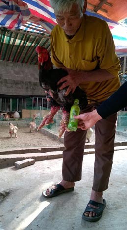Loạn thị trường gà Đông Tảo dịp Tết ảnh 1