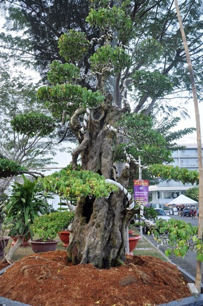 Hai cây khế “độc” được chủ nhân ra giá 7 tỷ đồng ảnh 16