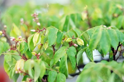 Hai cây khế “độc” được chủ nhân ra giá 7 tỷ đồng ảnh 17
