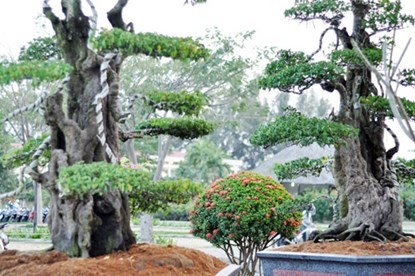 Hai cây khế “độc” được chủ nhân ra giá 7 tỷ đồng ảnh 1