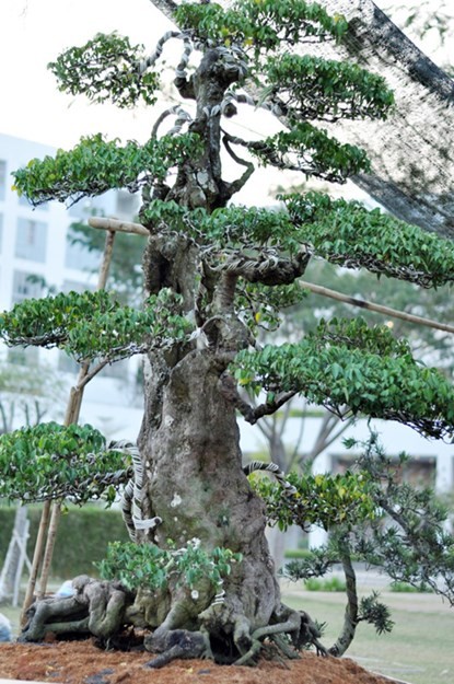 Hai cây khế “độc” được chủ nhân ra giá 7 tỷ đồng ảnh 3