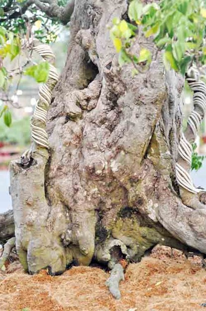 Hai cây khế “độc” được chủ nhân ra giá 7 tỷ đồng ảnh 6