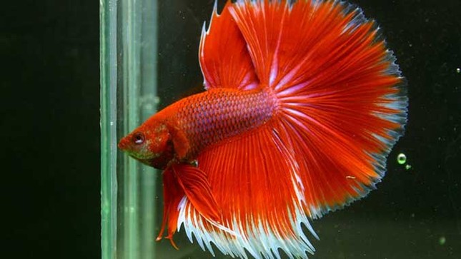 Cận cảnh cá betta 'đẹp, lạ' sặc sỡ sắc màu ảnh 12
