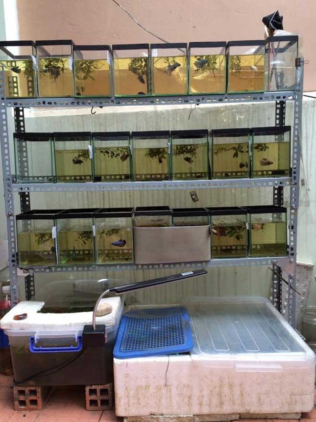 Cận cảnh cá betta 'đẹp, lạ' sặc sỡ sắc màu ảnh 2