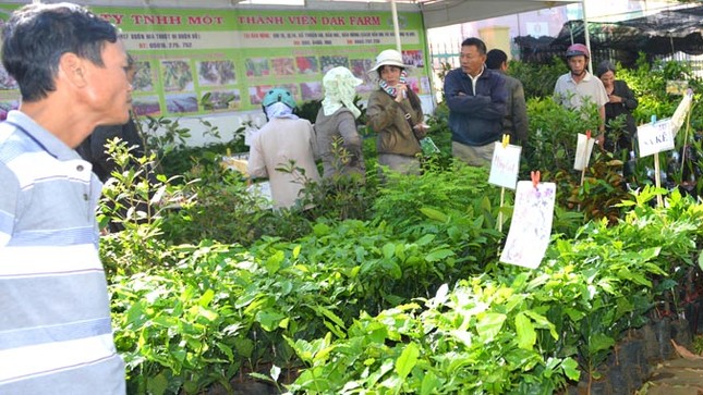 Cà phê Việt với mục tiêu chục tỉ đô la ảnh 2