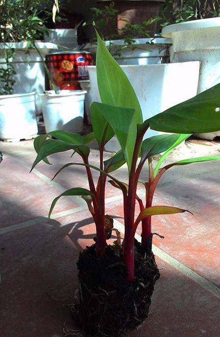 'Sốt' sình sịch cây giống chuối đỏ ảnh 1