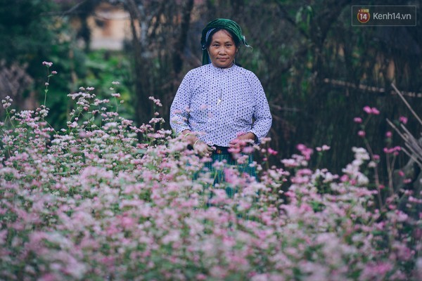 'Tôi đã thấy hoa tam giác mạch ở Hà Giang đẹp tuyệt vời' ảnh 4