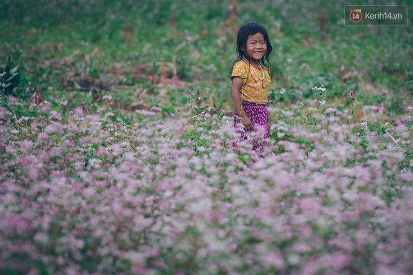 'Tôi đã thấy hoa tam giác mạch ở Hà Giang đẹp tuyệt vời' ảnh 6