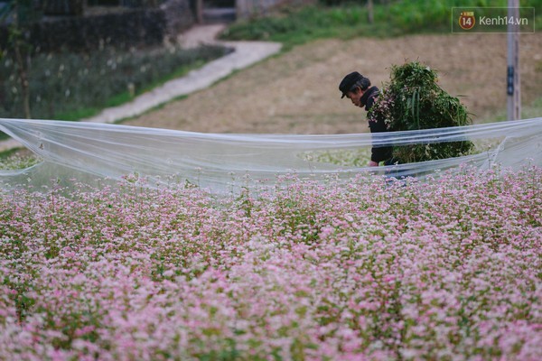 'Tôi đã thấy hoa tam giác mạch ở Hà Giang đẹp tuyệt vời' ảnh 8