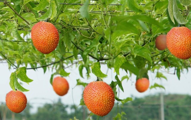 Mô hình sản xuất hữu cơ của Tập đoàn TH được trao giải cấp Châu Á ảnh 3