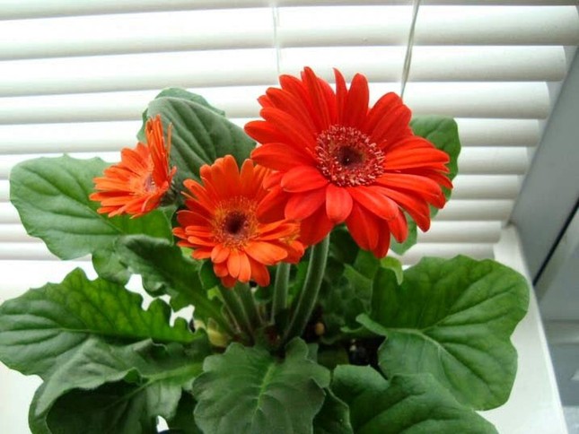 8 loài hoa mang ý nghĩa hạnh phúc, may mắn, tài lộc đến cho gia đình ảnh 7