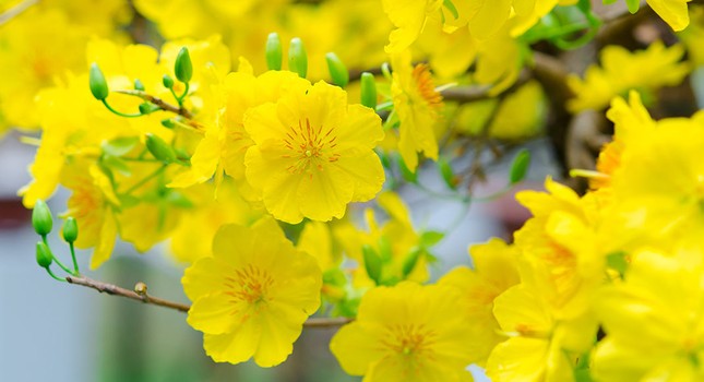8 loài hoa mang ý nghĩa hạnh phúc, may mắn, tài lộc đến cho gia đình ảnh 3