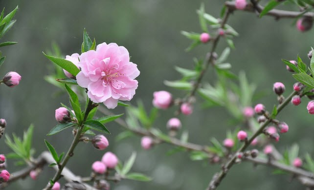 8 loài hoa mang ý nghĩa hạnh phúc, may mắn, tài lộc đến cho gia đình ảnh 4