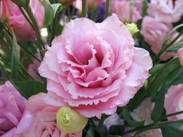 8 loài hoa mang ý nghĩa hạnh phúc, may mắn, tài lộc đến cho gia đình ảnh 8