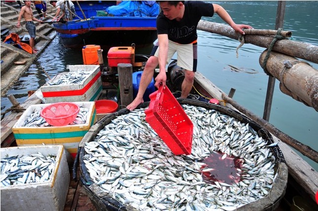 Hà Tĩnh: Lộc biển đầu năm ảnh 17