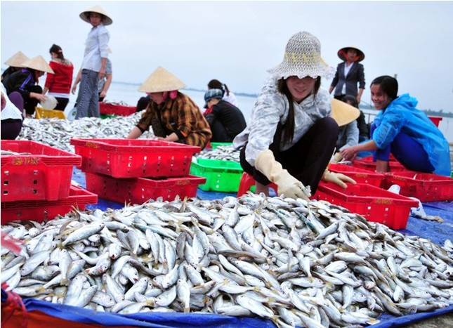 Hà Tĩnh: Lộc biển đầu năm ảnh 7