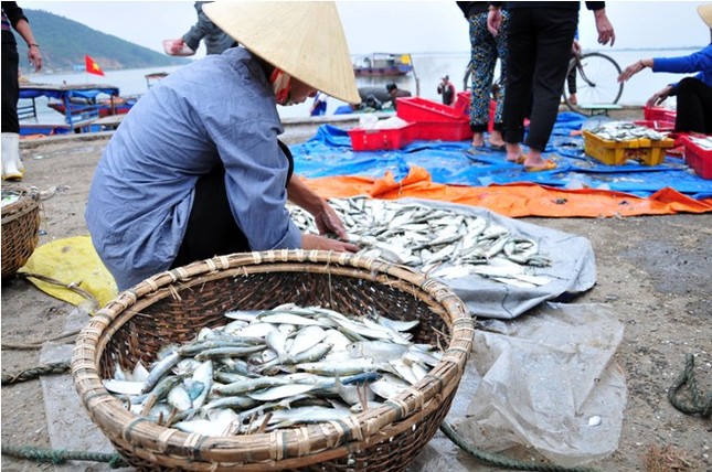 Hà Tĩnh: Lộc biển đầu năm ảnh 8