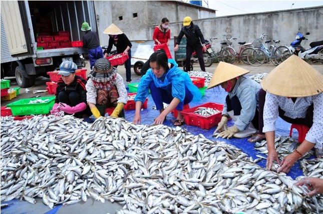 Hà Tĩnh: Lộc biển đầu năm ảnh 9