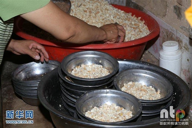 Cô giáo bỏ việc, dành tiền tiết kiệm cả đời để cưu mang 220 con chó ảnh 1