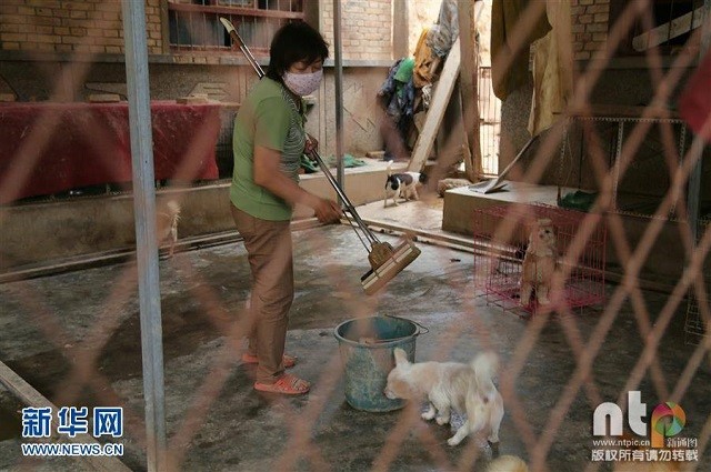 Cô giáo bỏ việc, dành tiền tiết kiệm cả đời để cưu mang 220 con chó ảnh 2
