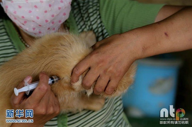 Cô giáo bỏ việc, dành tiền tiết kiệm cả đời để cưu mang 220 con chó ảnh 3