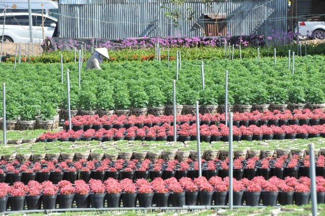 Giới trẻ đội nắng chụp ảnh bên thác hoa lớn nhất Việt Nam ảnh 6