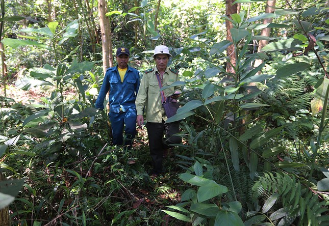 Bài toán bảo tồn hai mẹ con voi ảnh 3