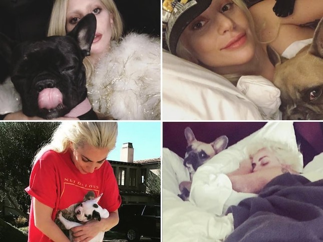 Lady Gaga treo thưởng hơn 11 tỷ đồng tìm chó cưng bị cướp trong đêm ảnh 3
