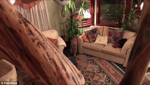 Trở về nhà và bất ngờ phát hiện... sư tử đang ngủ trên ghế sofa ảnh 5