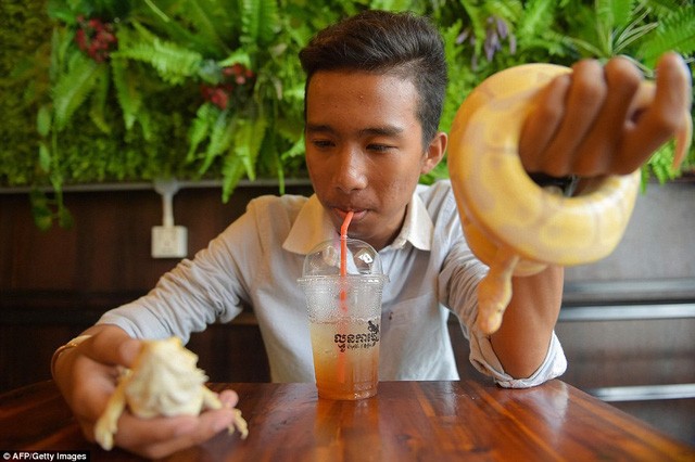 Đến quán cafe cảm giác mạnh: Chơi cùng rắn, bọ cạp và cự đà ảnh 5