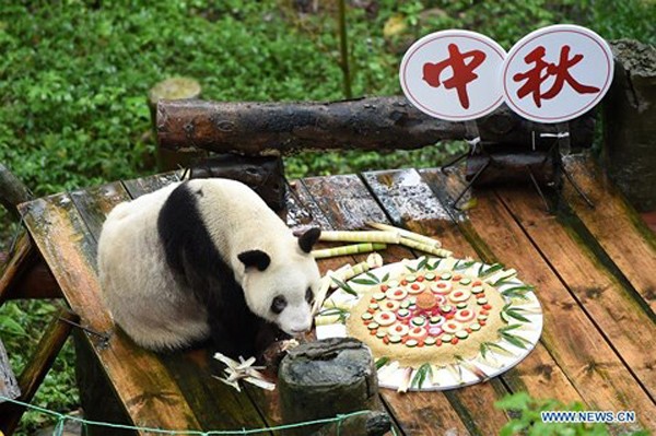 Bánh Trung Thu "đặc biệt" cho chú gấu trúc già nhất thế giới ảnh 1