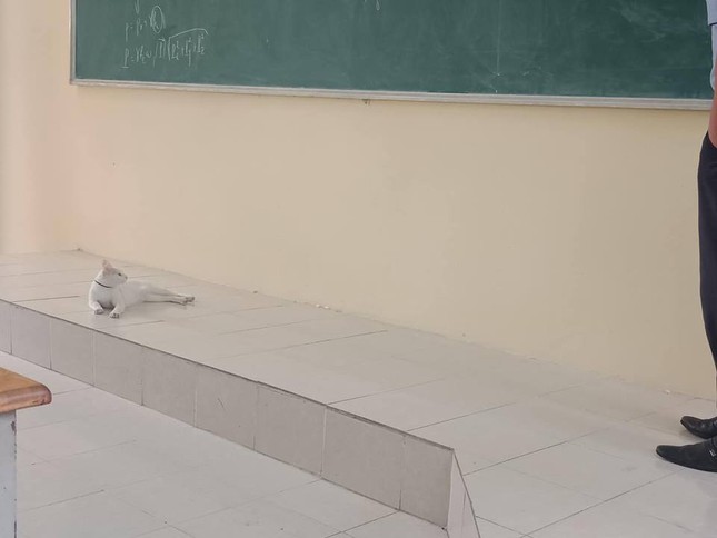 Chăm đến lớp dù hơi mất tập trung, chú mèo được thầy giáo cho lên tận bục giảng học bài ảnh 5