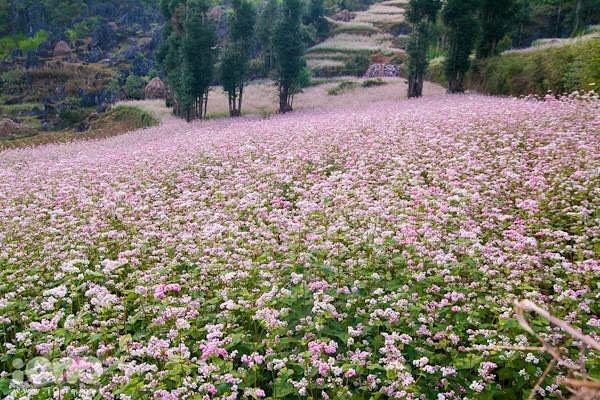 Những điểm đến Tây Bắc đẹp "mơ màng" trong mùa Thu Đông! ảnh 3