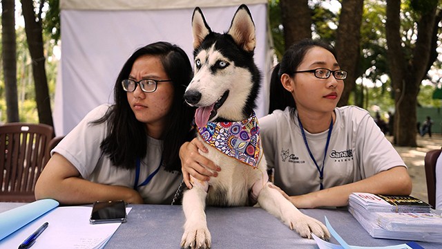 TP.HCM: Cuối tuần đi xem thi chăm sóc... cún cưng ảnh 1