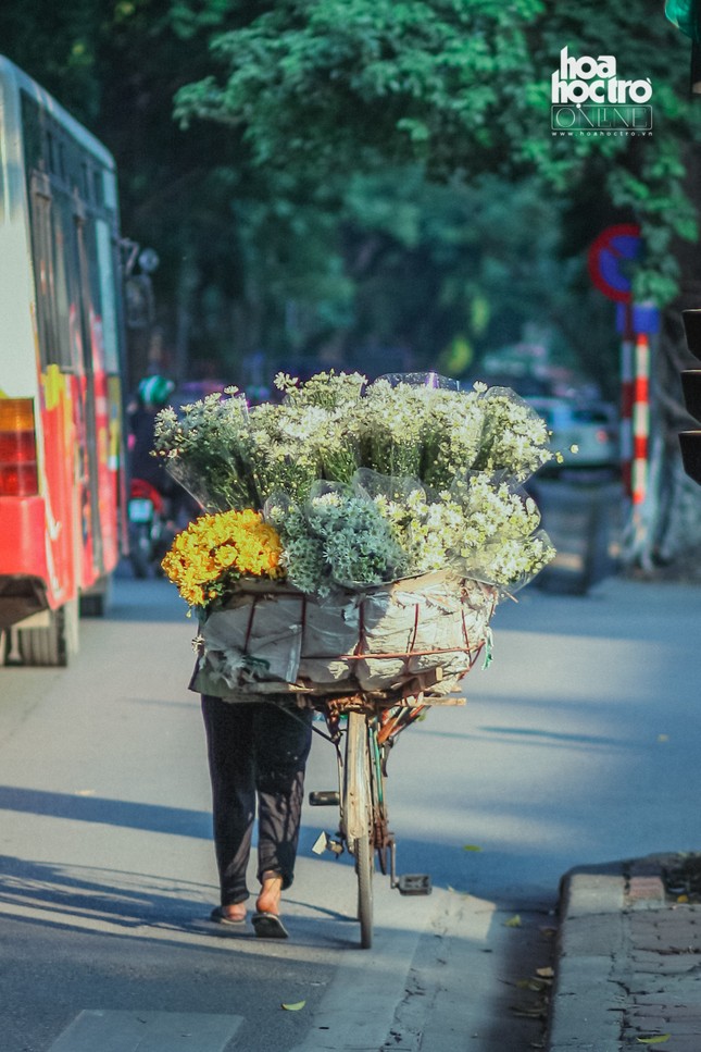 Đông chưa về, nhưng cúc họa mi đã len lỏi khắp phố phường Hà Nội! ảnh 4
