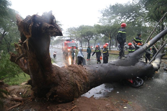 Sau bão số 9: Sài Gòn ngập khắp nơi, cây đổ đè người đi xe máy ảnh 6