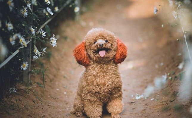 Mẫu hot nhất mùa cúc họa mi: Poodle siêu "thần thái" khiến các "con sen" phải ngưỡng mộ ảnh 1