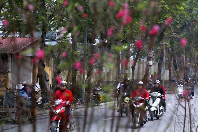 Con đường hoa đào nở đỏ rực ở Hà Nội báo hiệu Tết đã cận kề ảnh 6