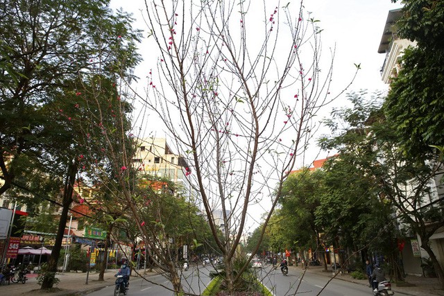 Con đường hoa đào nở đỏ rực ở Hà Nội báo hiệu Tết đã cận kề ảnh 11